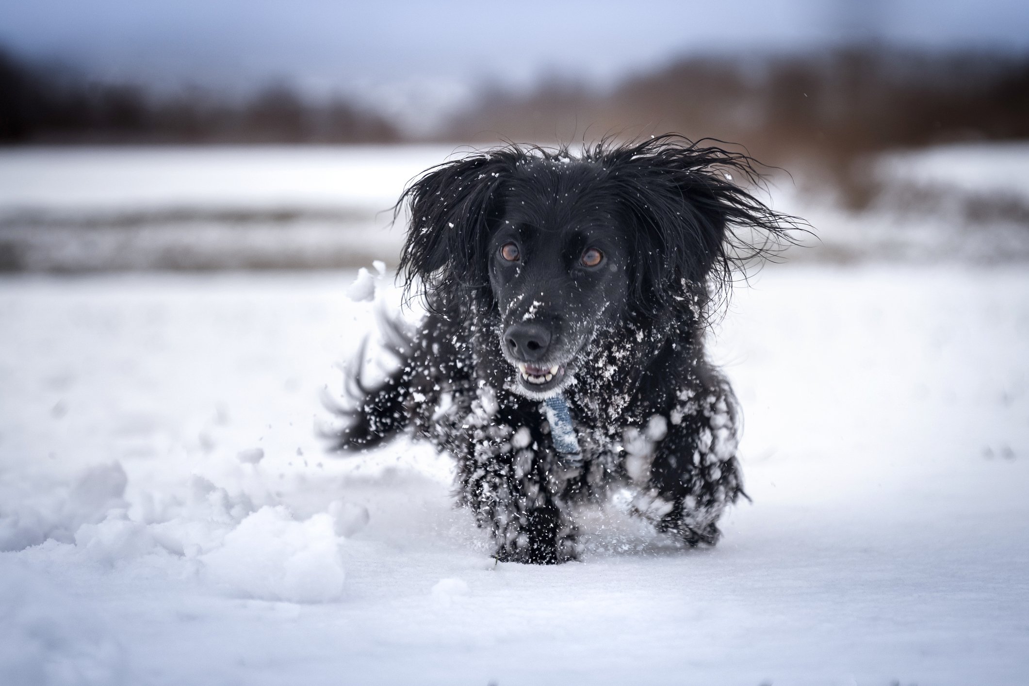 Glücklicher Hund läuft auf Schnee | Quelle: Getty Images
