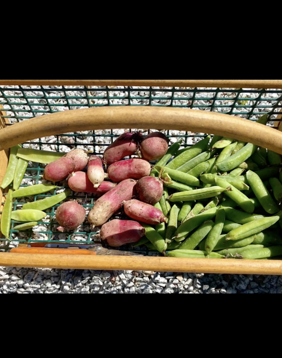 A basket of peas and potatoes seen on July 21, 2022 | Source: TikTok/carrieunderwood