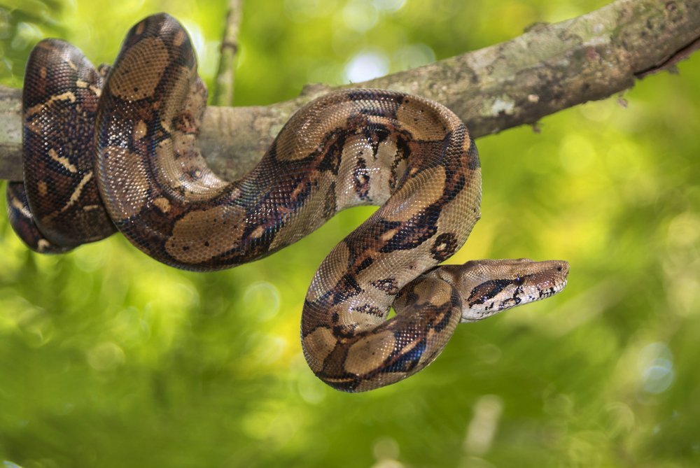 Source : Shutterstock