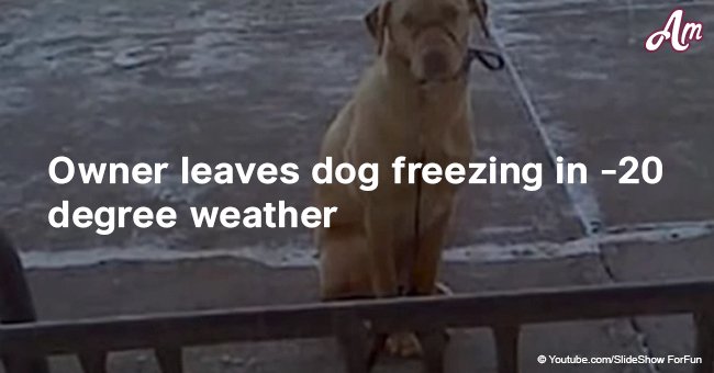 Owner leaves her dog out freezing in -20 degree weather 