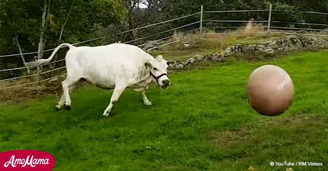 Happy cow plays fetch with her owner and its hilarious act goes viral 