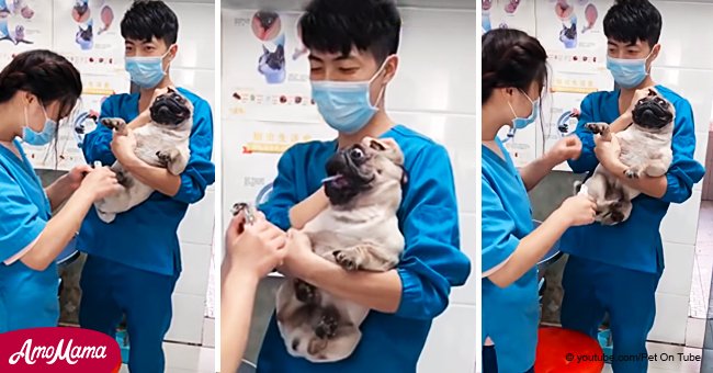 Dog screams like a human warning everyone he doesn't want to have his nails cut