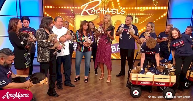 50 puppies storm the 'Rachael Ray' show in honor of her 50th birthday!