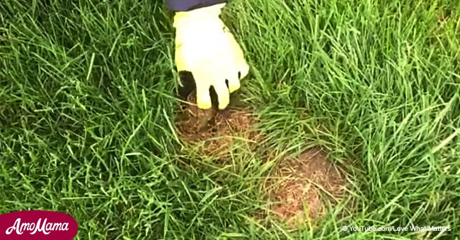 If you ever see a brown patch in your lawn, don't touch it and call for help