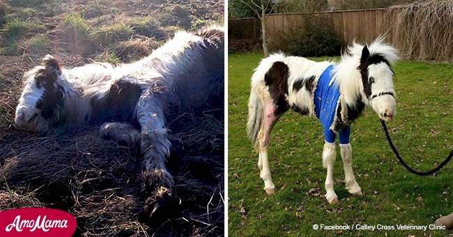 Horse found near death's door makes an incredible transformation