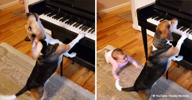 Child stops piano-playing dog who was 'singing' loudly as he pressed down on the keys