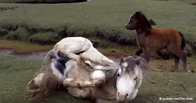 Baby horse refuses to leave her trapped mother who cannot move, keeps an eye on the rescuers