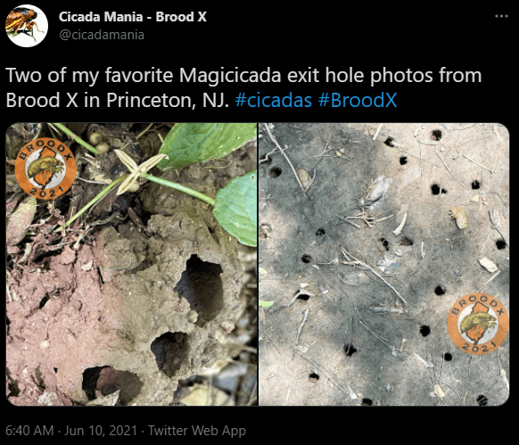 Holes made from Cicadas during mating season this year. | Photo: Twitter/cicadamania