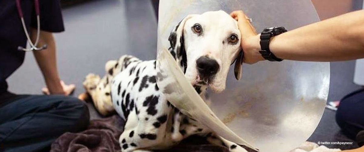 37 Hunde aus schrecklichem Zustand von Rettungsfarm gerettet, die sich um sie kümmern sollte