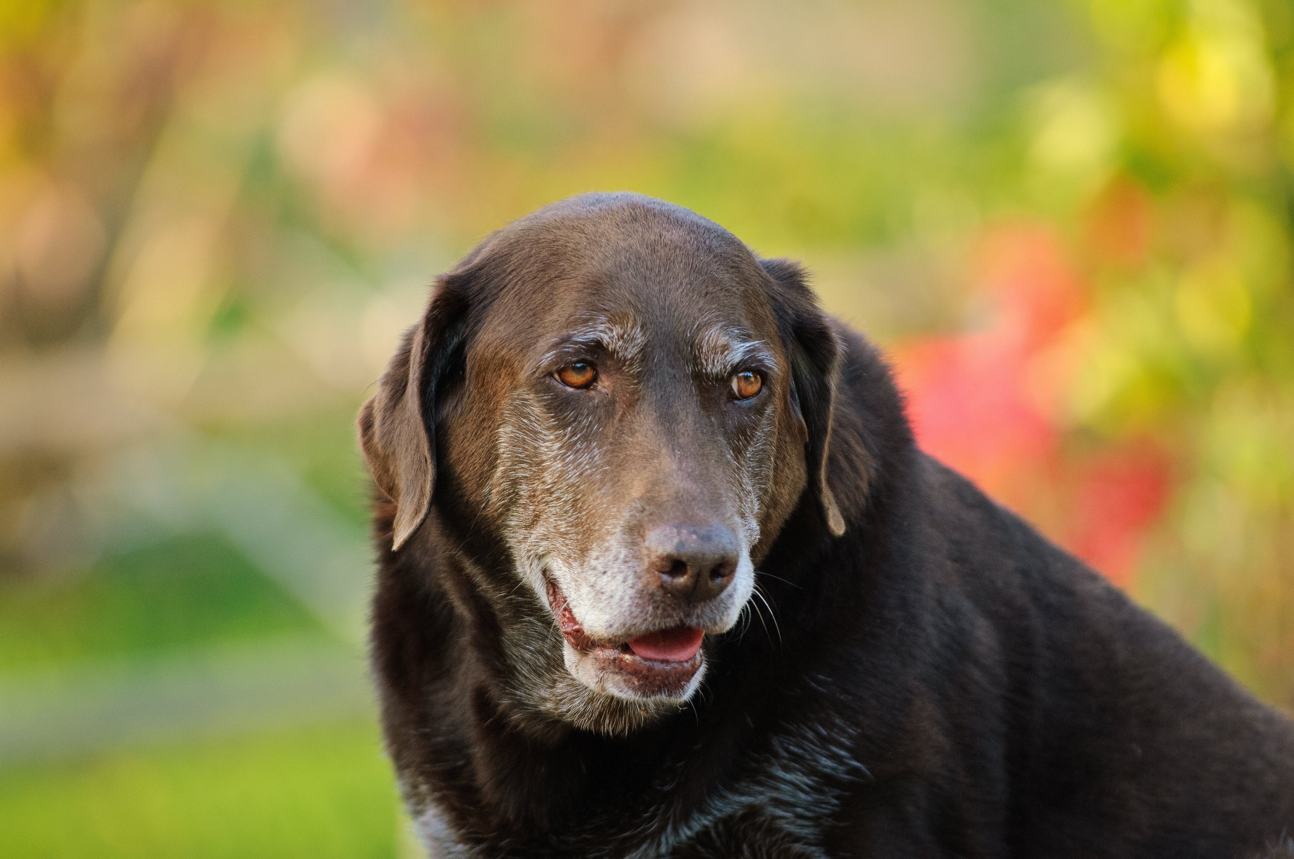 A black dog sits outdoors | Photo: Shutterstock