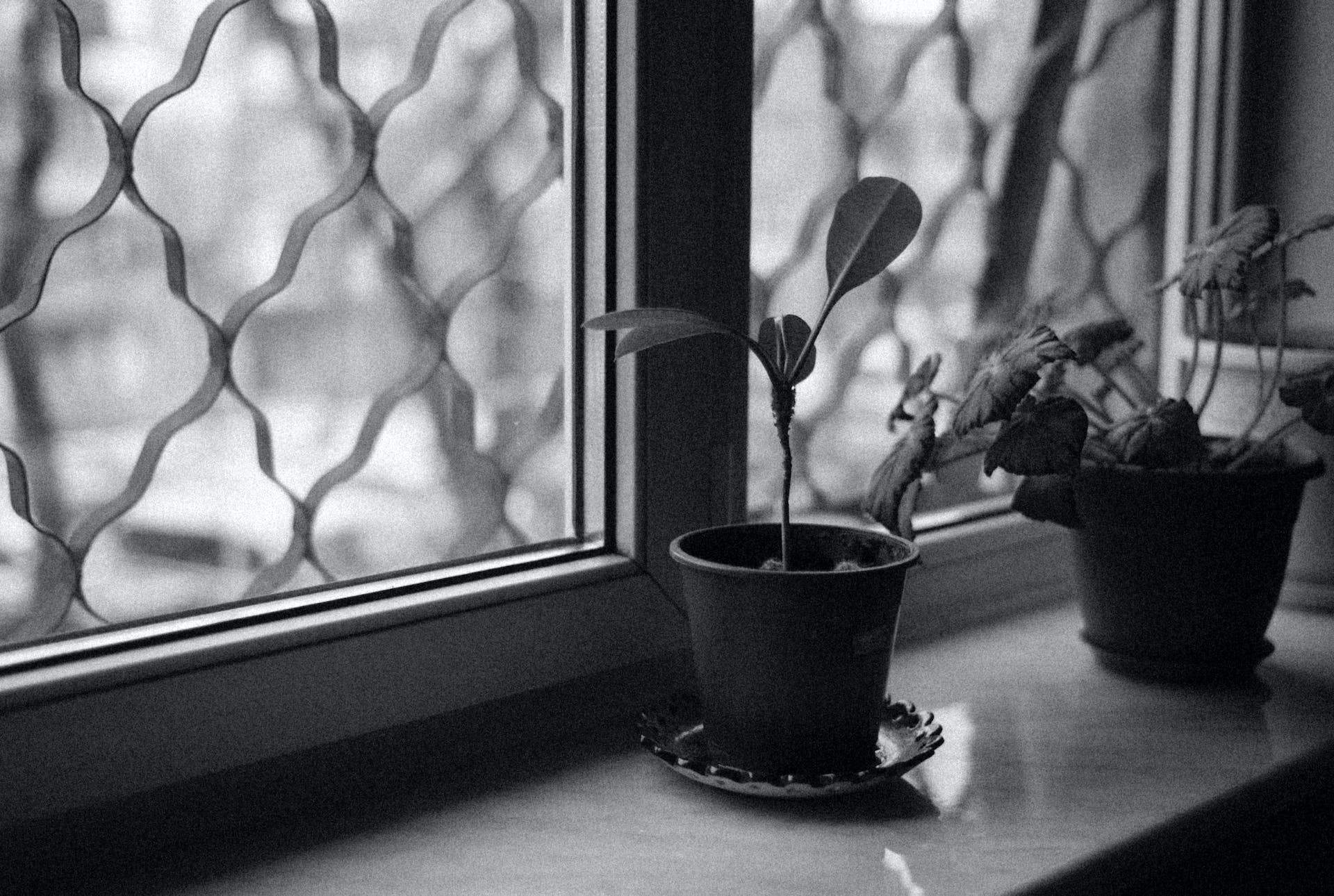Plants on a windowsill | Source: Pexels