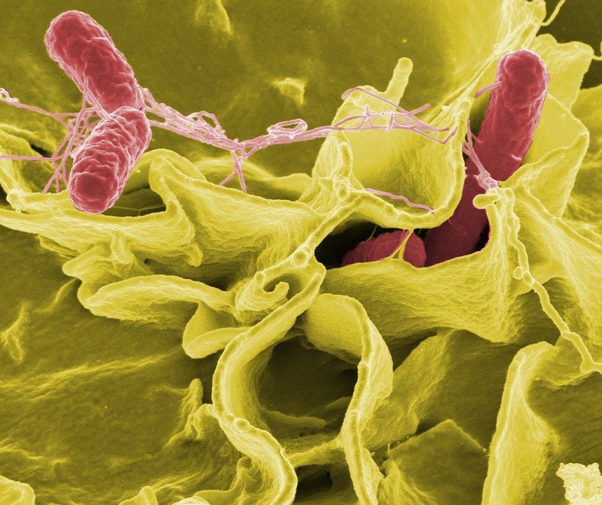  Fever, diarrhea (which may be bloody), nausea, vomiting, and abdominal pain, are among the first symptoms a healthy person infected with Salmonella might experience. | Photo: Pixabay