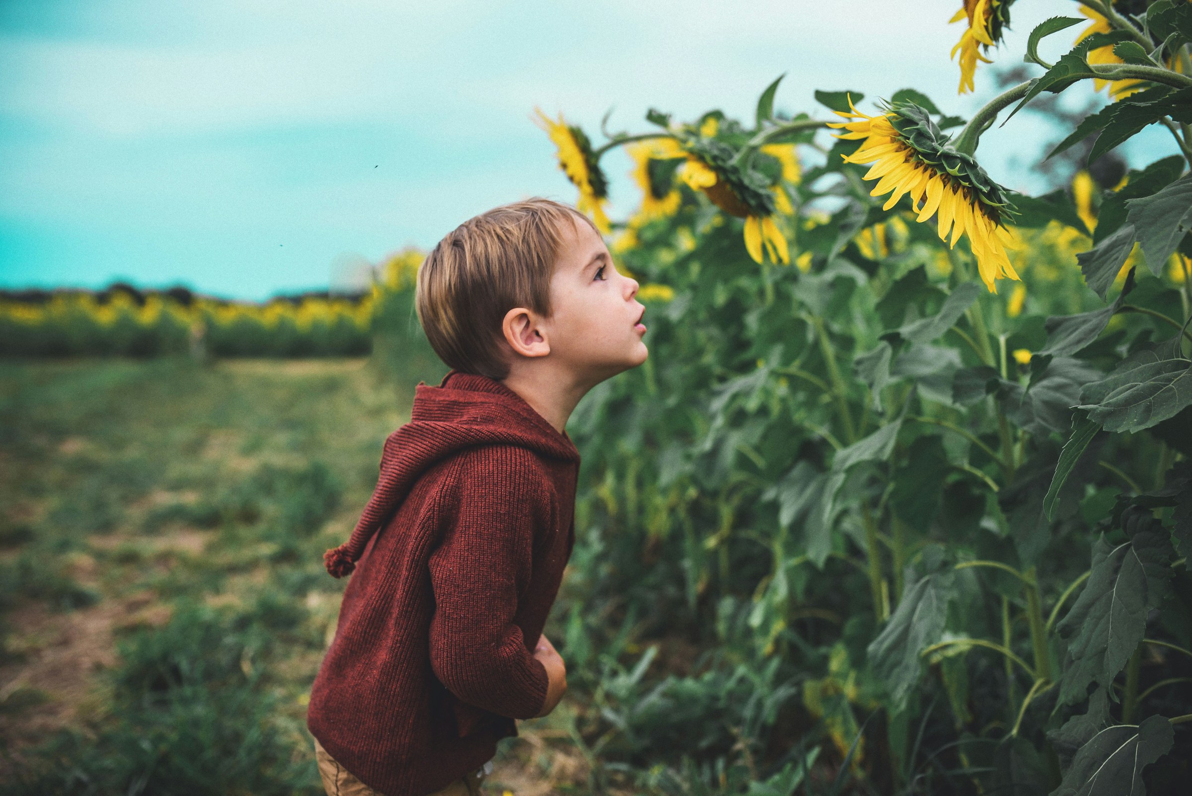 A little boy standing in a sunflower field | Source: Unsplash