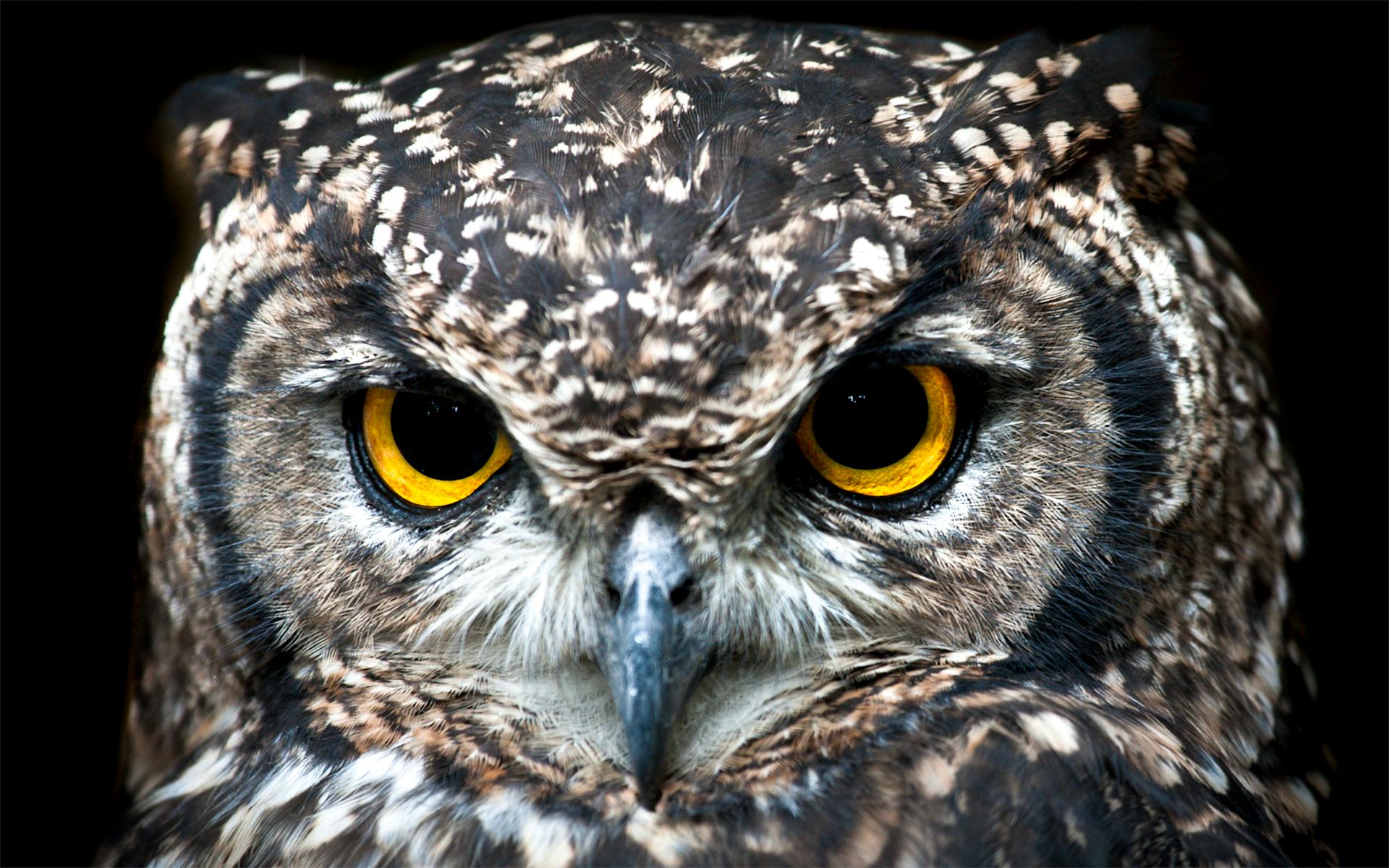 A close-up shot of an owl's face | Source: Pexels