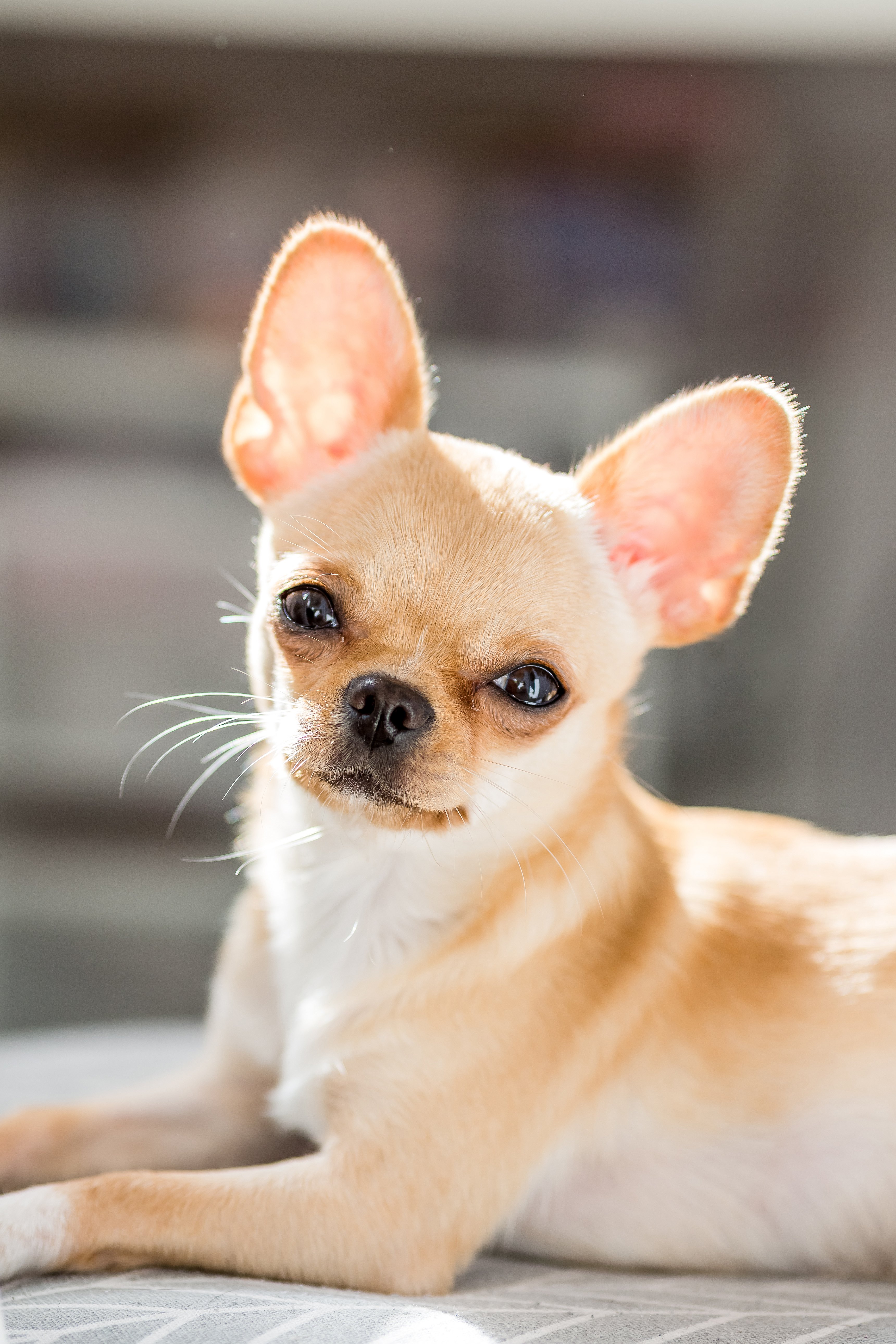 Chihuahua puppy close up shot | Photo: Shutterstock