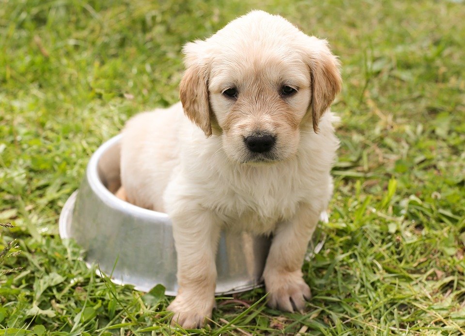 Puppy and his food bowl | Photo: Pixabay