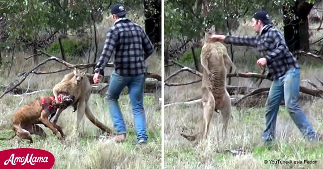 Owner punches kangaroo after it caught his dog in a choke hold (video)