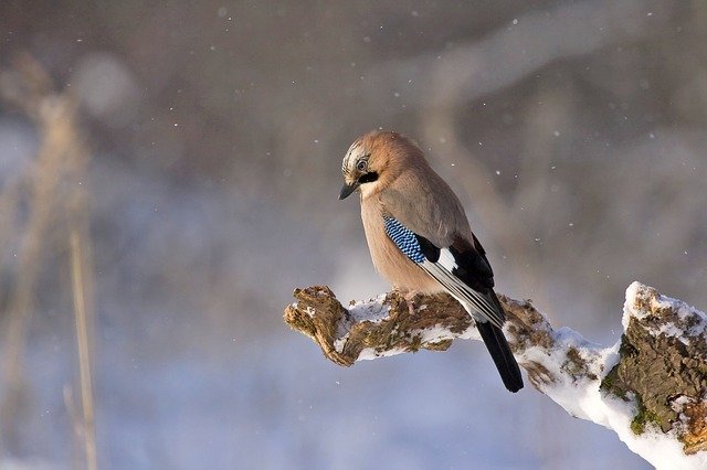Bird in winter | Photo: Pixabay
