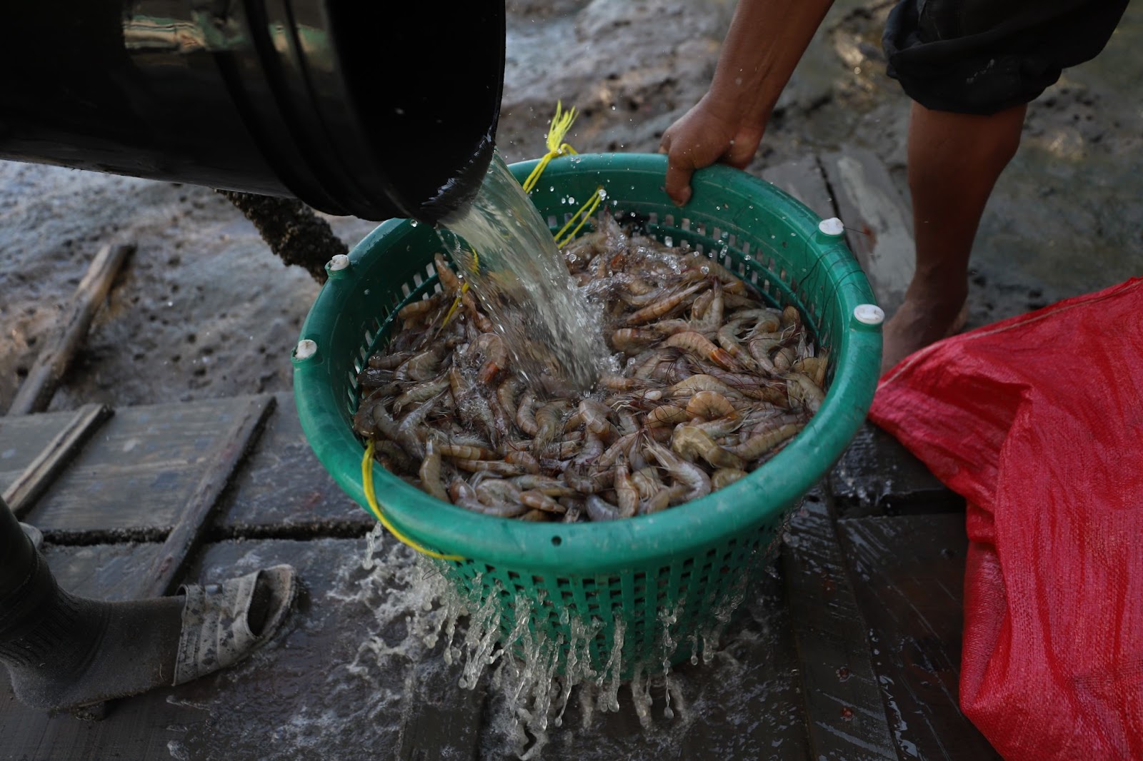 People cleaning shrimp. | Source: Getty Images