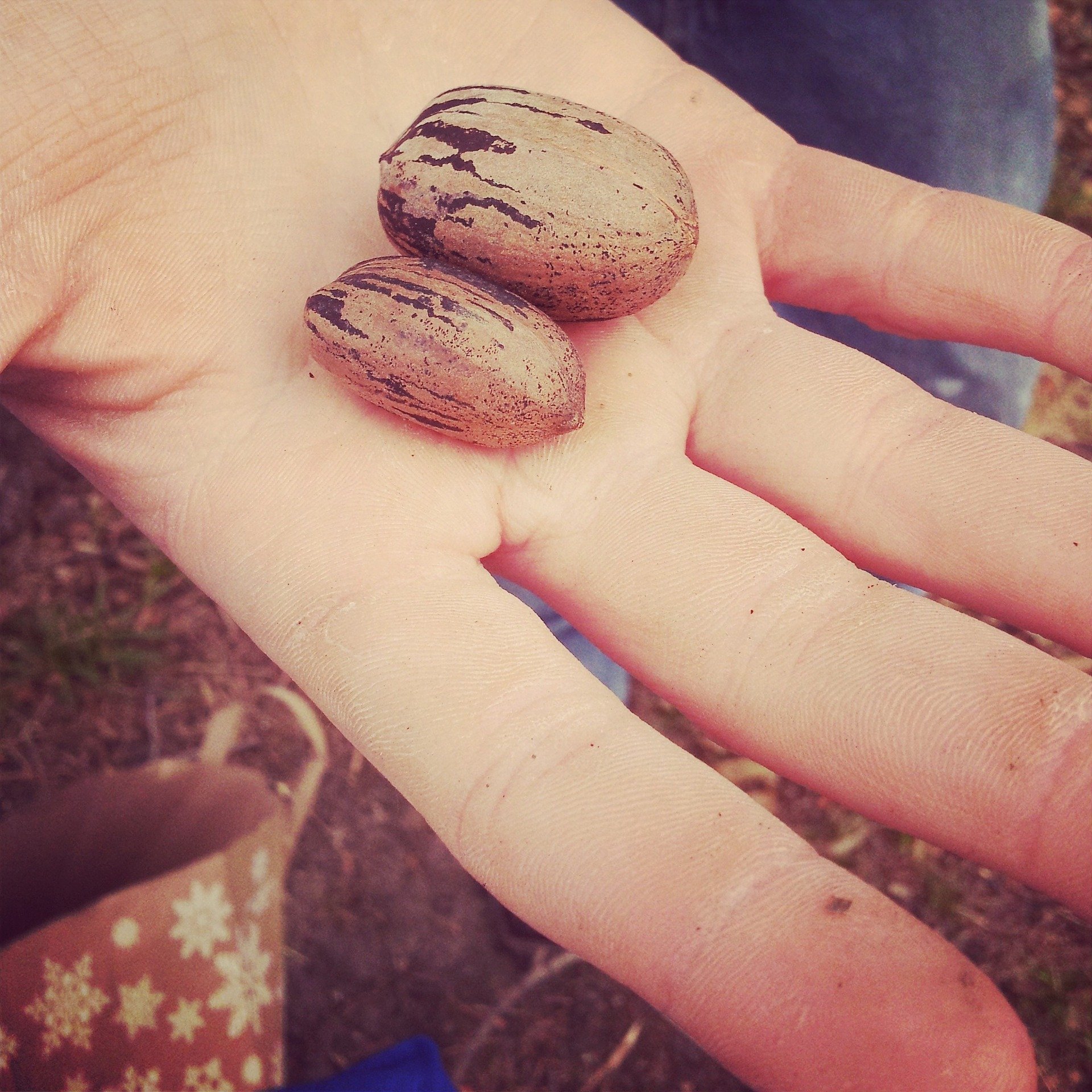 Two pecans in a boy's hand. | Source: Pixabay