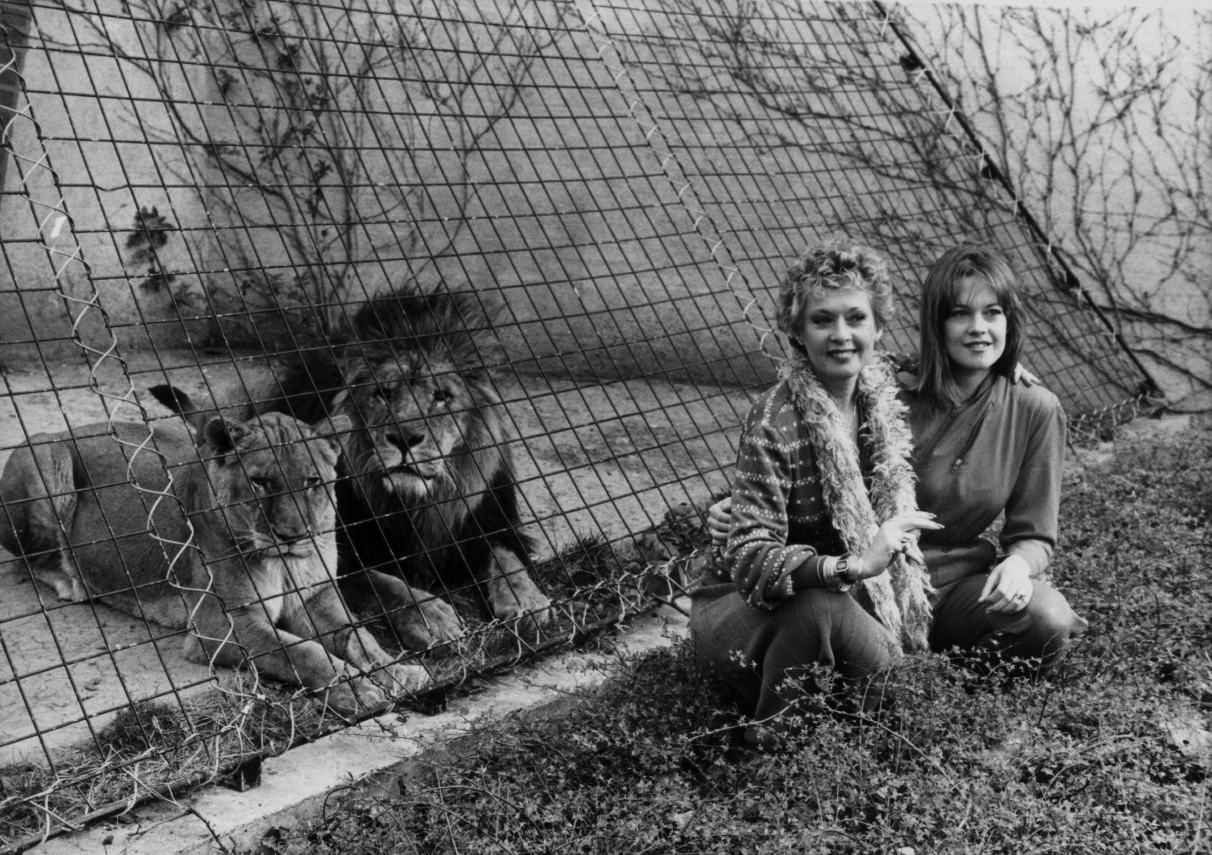 Tippi Hedren and Melanie Griffith posing with lions at London Zoo to promote the movie "Roar" on March 29, 1982, in England. | Source: Getty Images