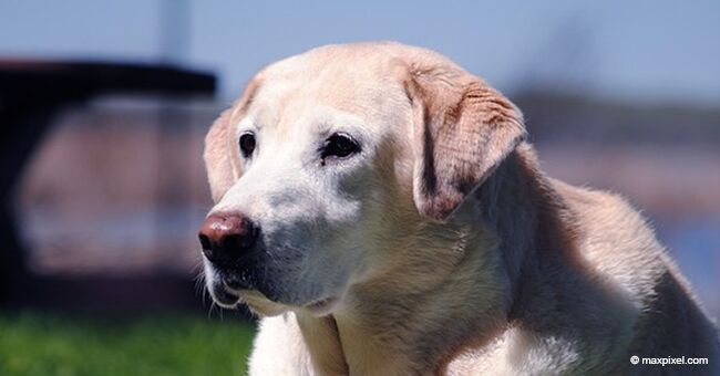 Un chien meurt en protégeant sa famille d'un homme armé qui a laissé 3 personnes blessées lors d'une fête d'anniversaire d'un enfant