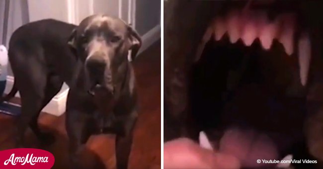 Un chien malin essaie de cacher la nourriture volée dans sa bouche, mais la drôle créature échoue