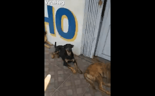 Perros esperando su turno para comer / Imagen tomada de: Facebook / ViralHog Perros esperando su turno para comer / Imagen tomada de: Facebook / ViralHog