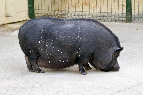 A Vietnamese Potbelly pig. | Source: Shutterstock.