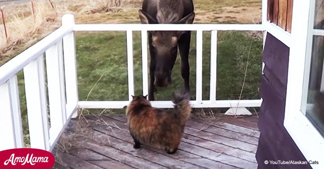 Curious moose tries to befriend 'scaredy cat' but gets too close for comfort