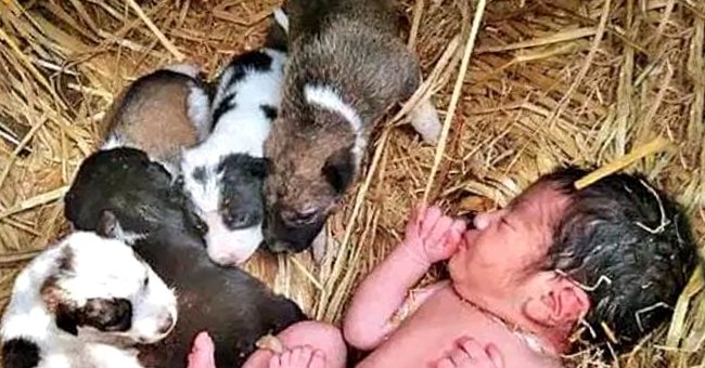 Dogs seen looking after an abandoned baby in a field. | Photo: twitter.com/ipskabra