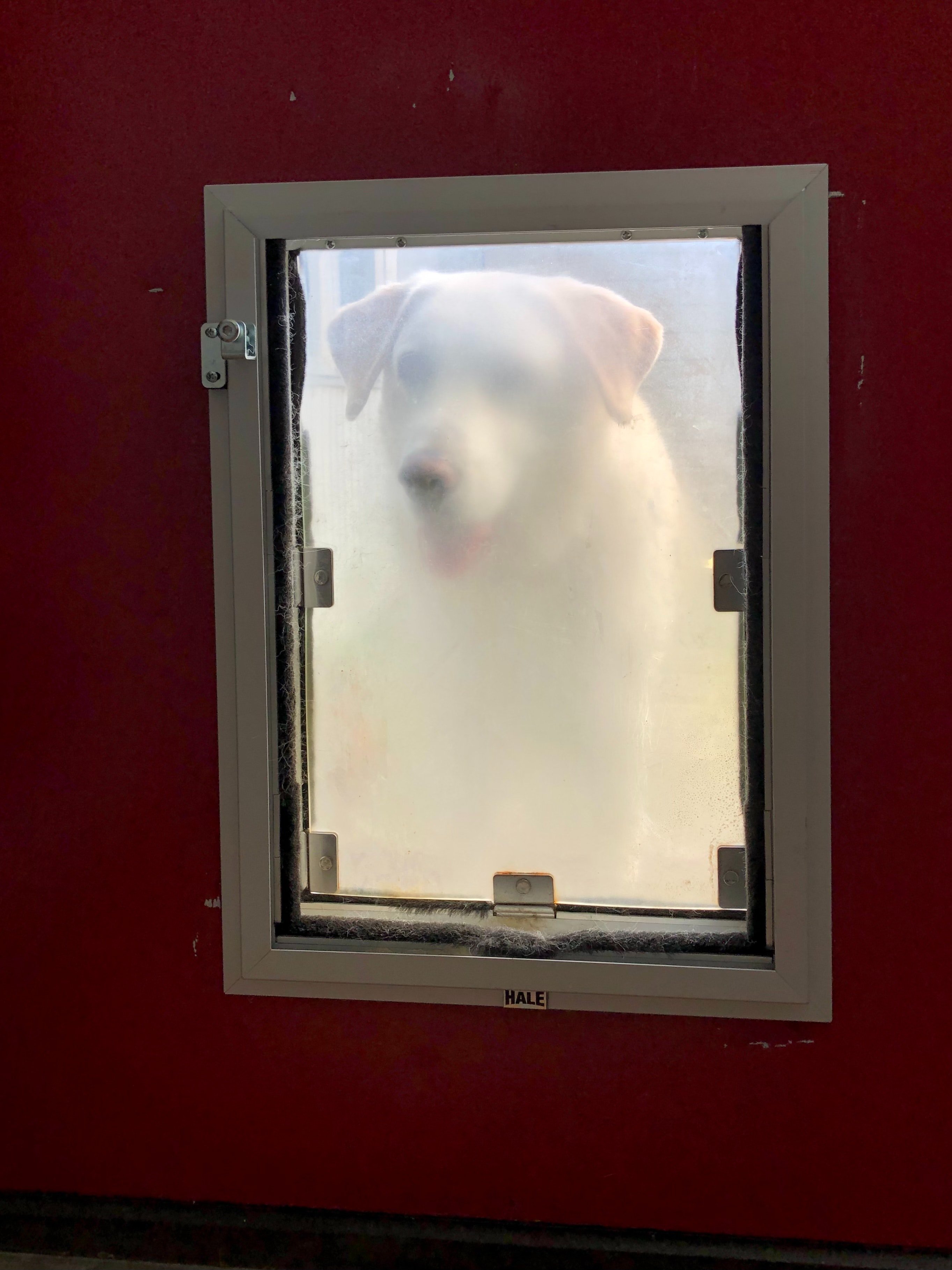 Puerta para perro. | Foto: Pexels