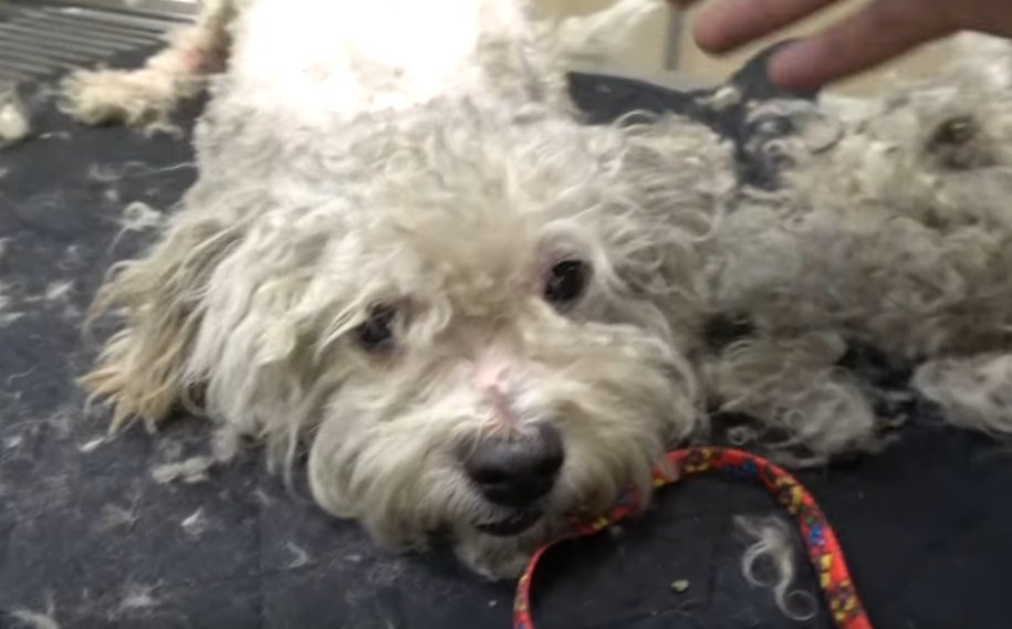 Fasby in der Tierklinik | Quelle: YouTube/ Hope For Paws - Official Rescue Channel