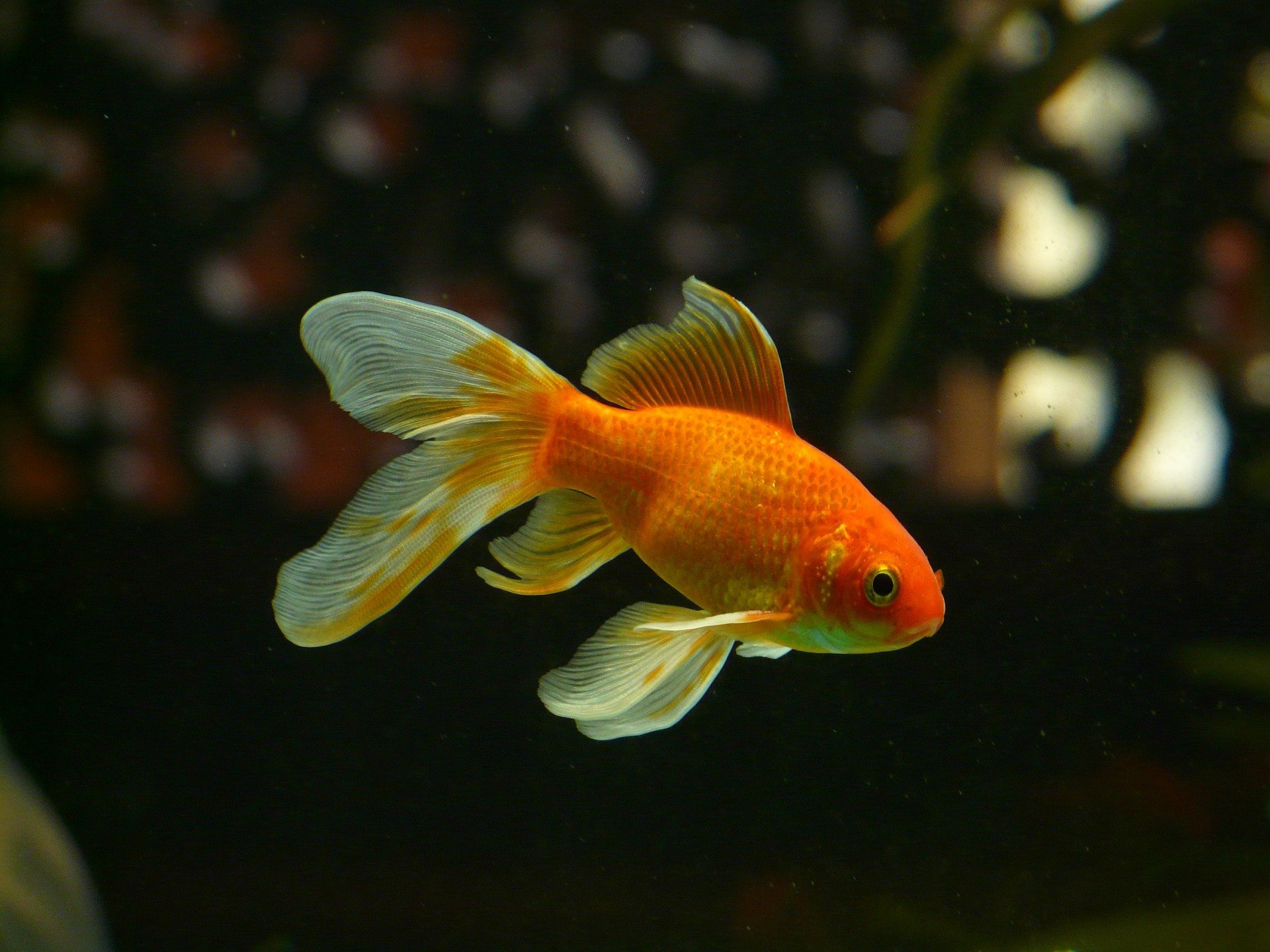 Can you imagine meeting such a goldfish? | Photo: Pixabay/Hans Braxmeier 