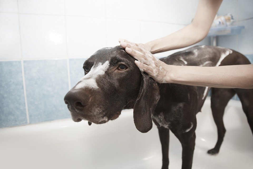 Hund beim Waschen | Quelle: Pixabay
