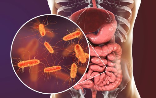 3D illustration showing anatomy of human digestive system and enteric bacteria Escherichia coli, E. coli. | Source: Shutterstock
