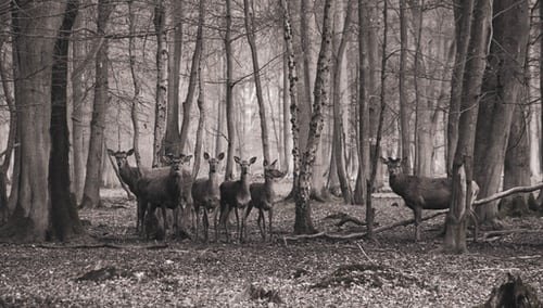 une famille de cerfs dans leur milieu naturel | Unsplash