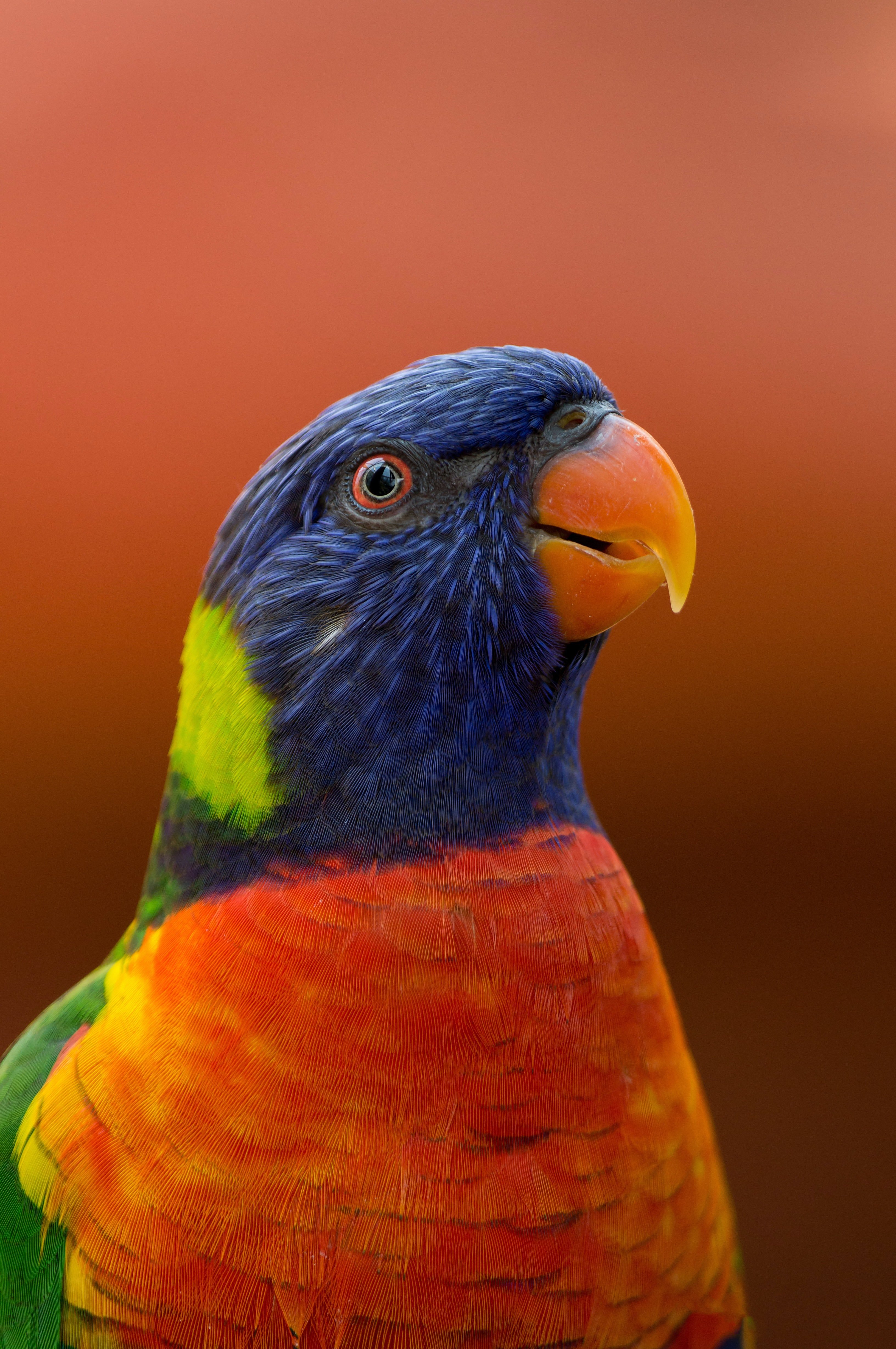 A colorful parrot. | Pexels/  Hans Martha 