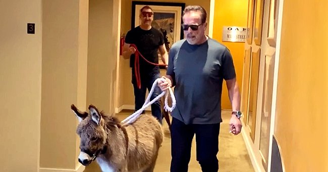 Instagram.com/schwarzenegger