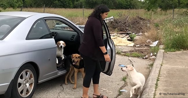 Texas woman caught red-handed abandoning her dogs