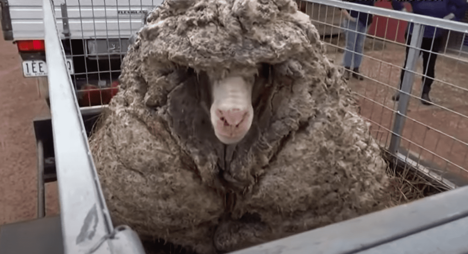 Baarack the sheep is seen before his thick wool was shorn in Lancefield, Victoria, Australia earlier this month. | Photo: YouTube/WPTV News - FL Palm Beaches and Treasure Coast