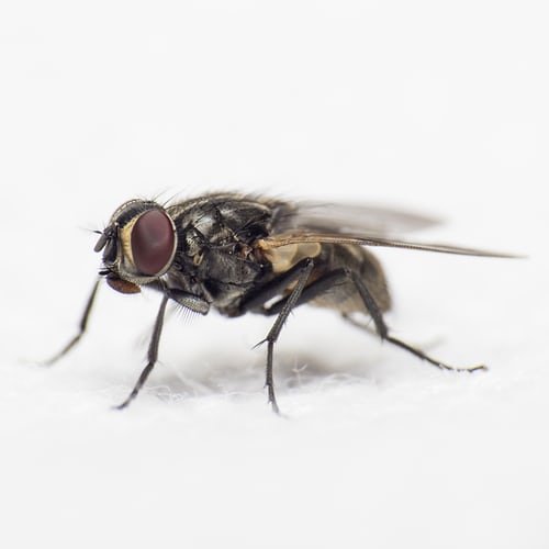 Une photo d'une mouche. | Photo : Unsplash