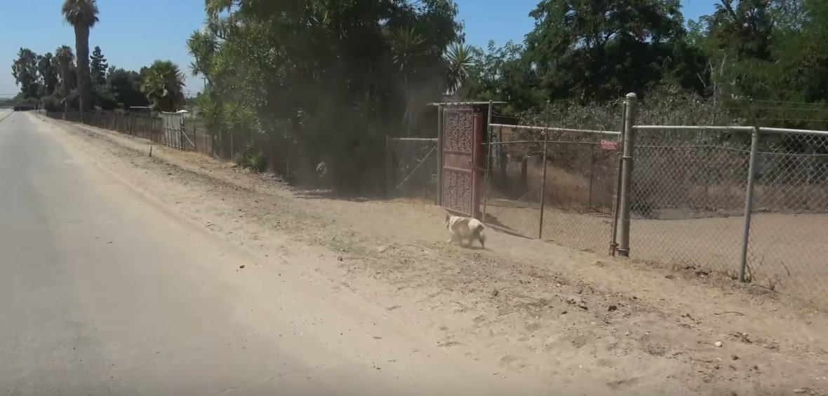 Garfield auf der Flucht | Quelle: YouTube/Hope For Paws - Official Rescue Channel