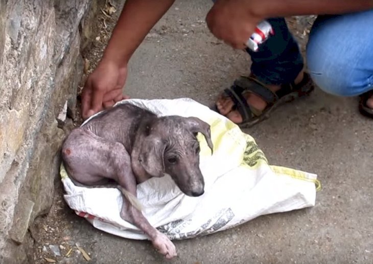 Source:  Youtube/Animal Aid Unlimited, India