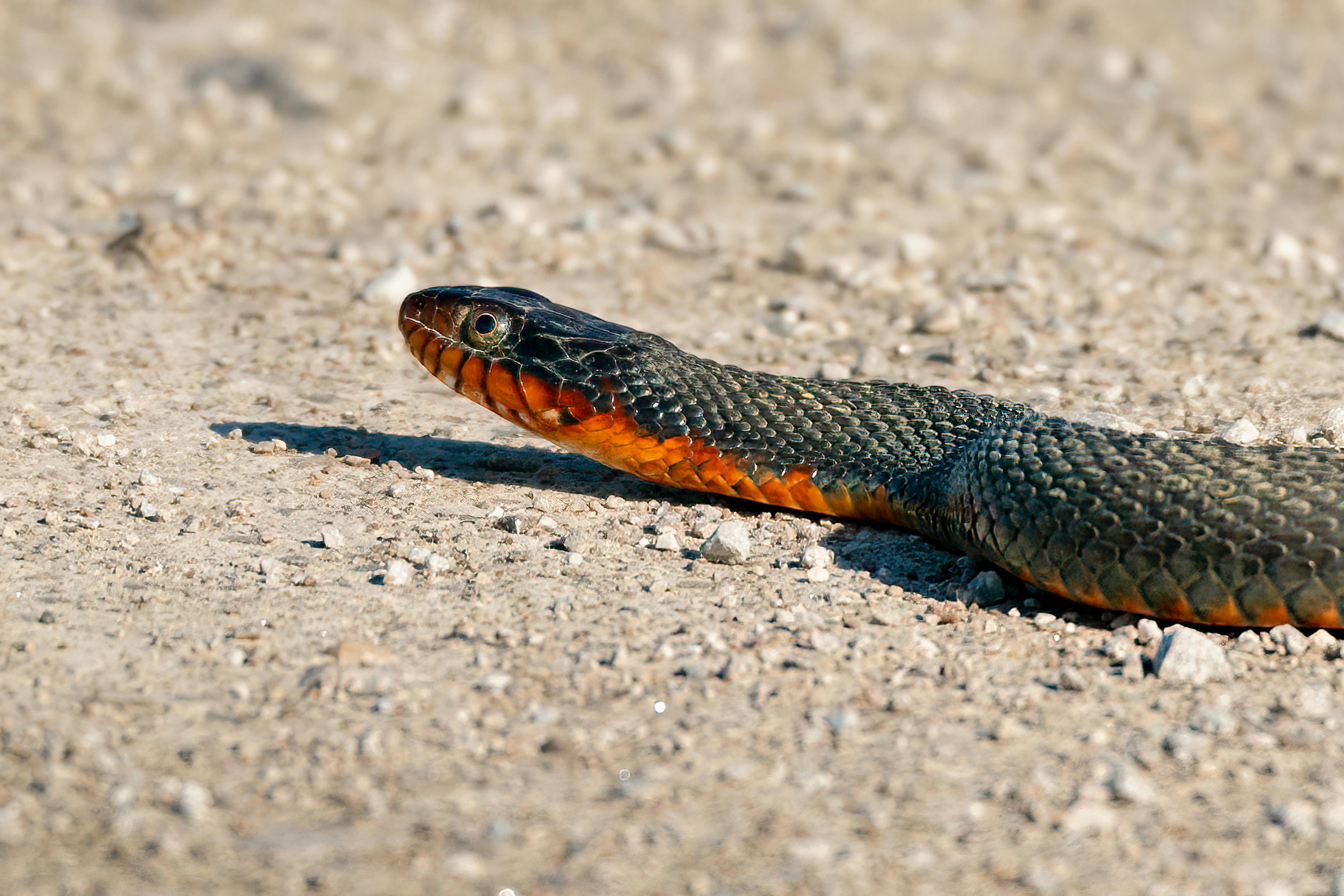 A red-bellied black snake | Source: Pexels