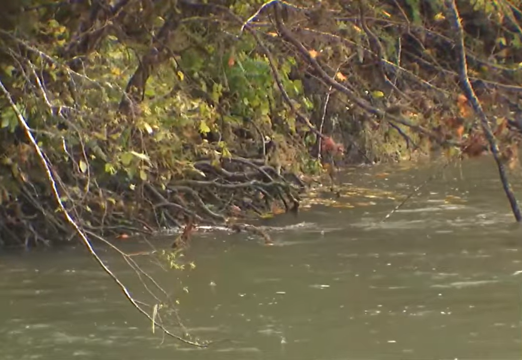 A view of the Bogachiel River as seen in a video dated November 6, 2025 | Source: YouTube/@komonews