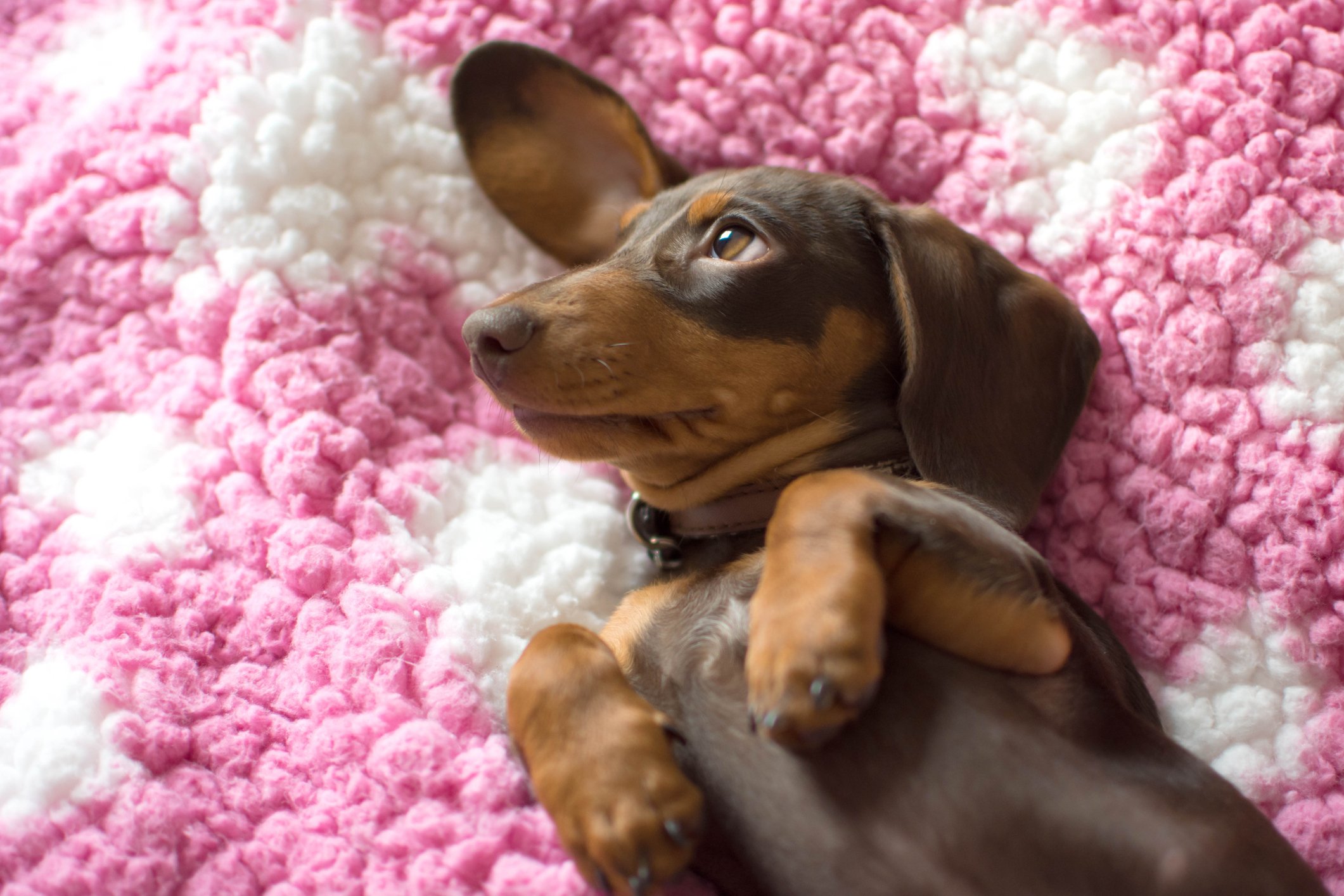 Dachshund Sally laying on a pink fluffy blanket | Photo: Getty Images