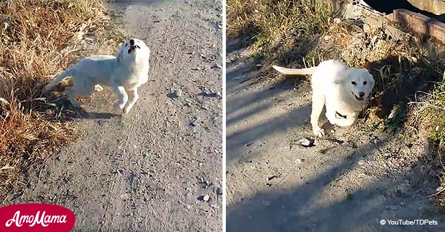 Stray puppy cries out in excitement when he is rescued by a jogger