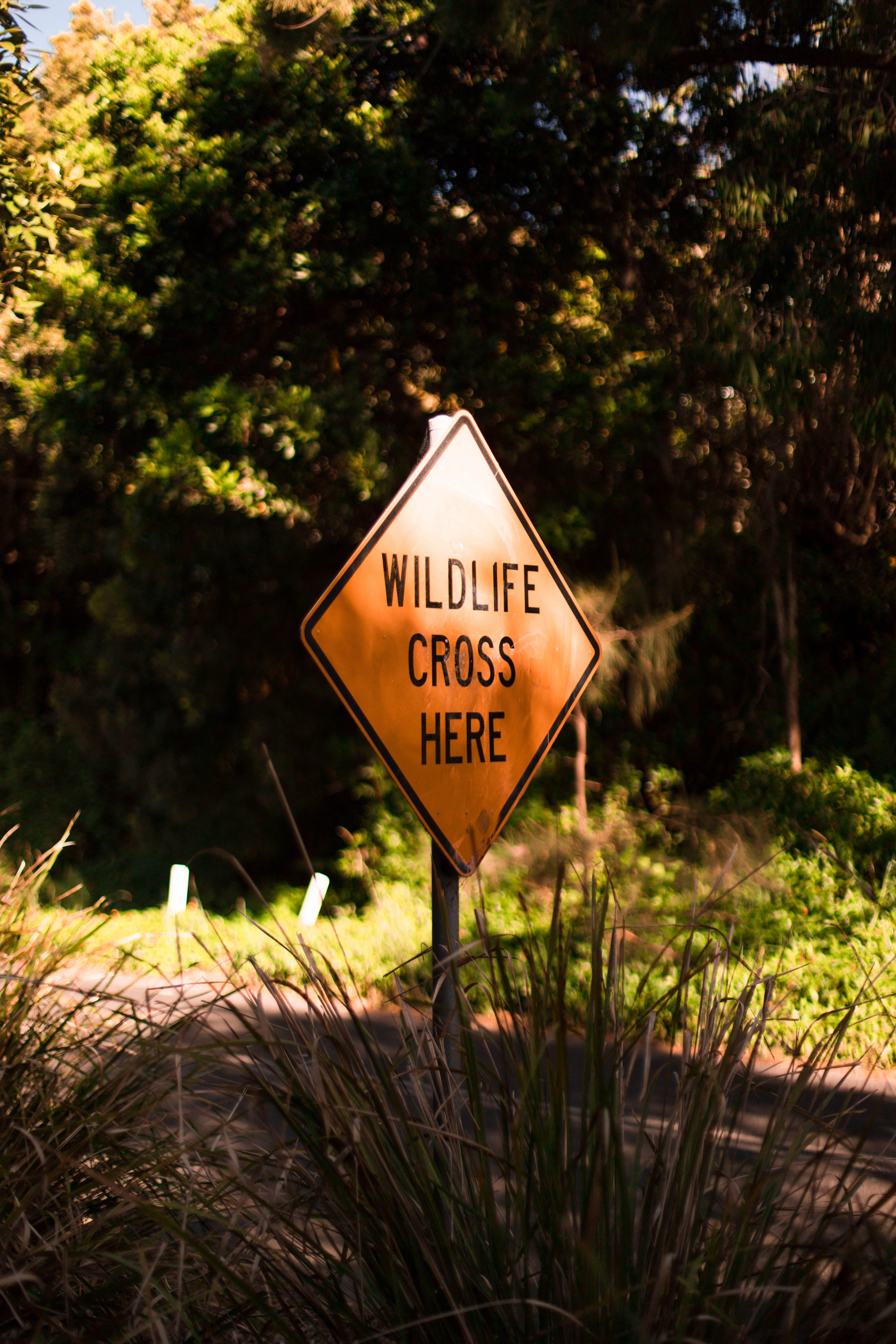 A yellow road sign warns motorist that wildlife animals use this part of the road for crossing | Photo: Unsplash/ Yoann Laheurte