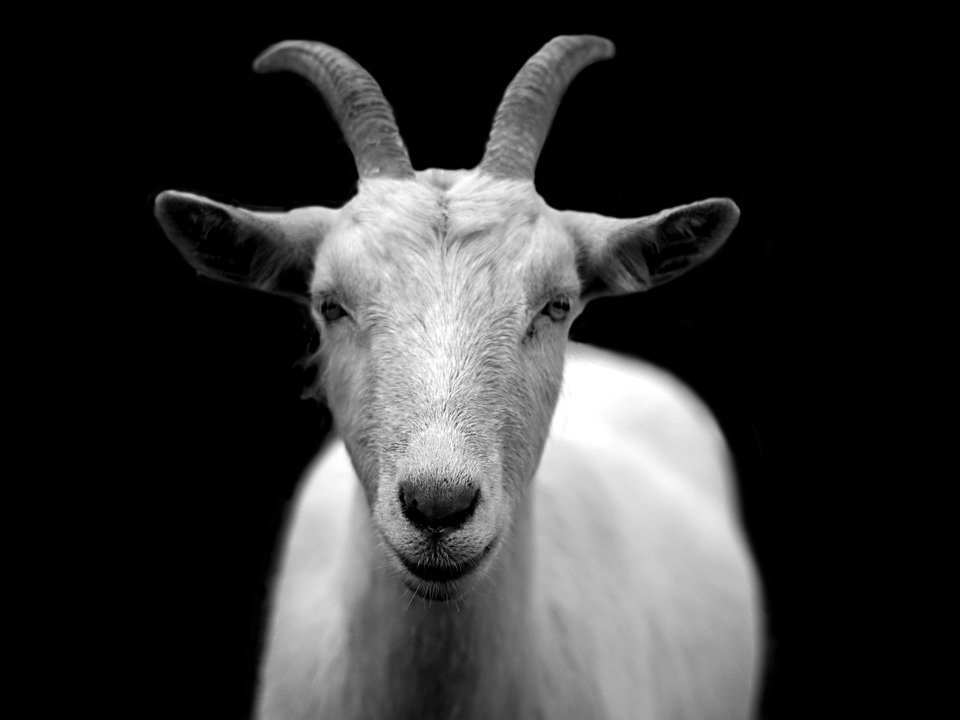 Una cabra. | Imagen: Pixabay Una cabra. | Imagen: Pixabay